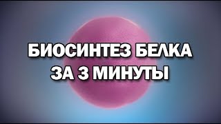 Биосинтез белка за 3 минуты даже меньше [upl. by Neuburger]