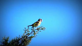 Chant De Chardonneret Elégant Dans La Nature [upl. by Fritzsche]