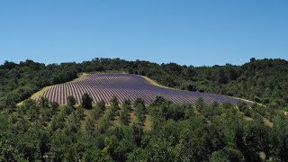 Lavande de Provence  Plateau de Valensole [upl. by Oisacin]