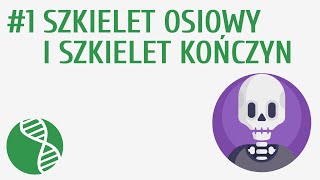 Szkielet osiowy i szkielet kończyn 1  Układ ruchu [upl. by Hairaza]