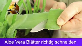 Aloe Vera Blätter schneiden amp aufbewahren [upl. by Trevor]