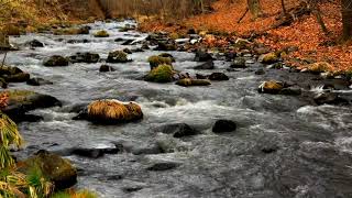 Relaxing River 10 Hours Peaceful Stream River Sounds for Sleep Relaxing Study ASMR [upl. by Ettenaej]