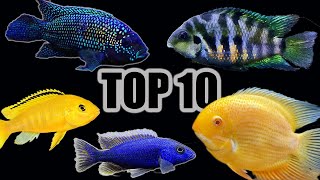 Top 10 Cichlids for Beginners [upl. by Horst]