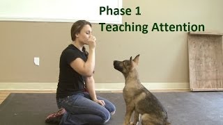 How to Train a Dog to Pay Attention K91com [upl. by Linskey]