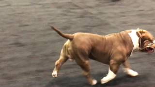 2016 ABKC Nationals Standard Champion Class Winner Rocko [upl. by Pember153]