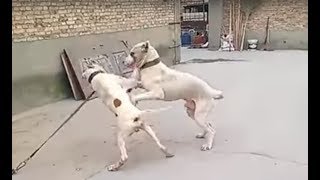 Pitbull attacks a Bully Kutta [upl. by Ecitsuj]