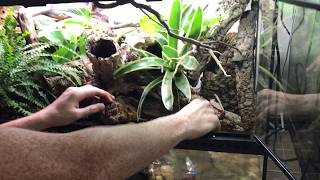 How to create a Bioactive Paludarium terrarium featuring SuperGrow as new way to landscape [upl. by Len641]