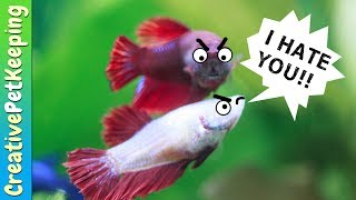 How to keep Female Betta Fish from killing each other  Fish Fan Friday [upl. by Aseyt]