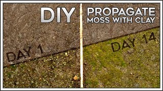 DIY  Propagate Moss with Clay [upl. by Ettelocin]