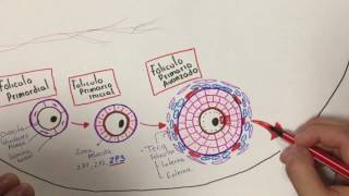 Histología Desarrollo folicular [upl. by Illehs419]