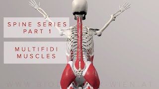 Spine Series Part 1 Multifidi Muscles 3D Animation [upl. by Nida]