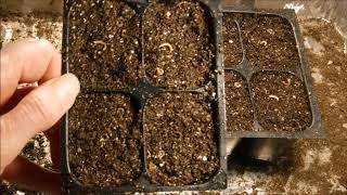 how to grow calendula from seed how to start calendula from seed [upl. by Ulani]