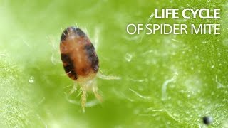 Life cycle of spider mite [upl. by Fabrienne448]