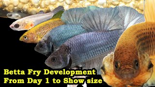 Betta Fry Development From Day 1 to Show size [upl. by Akemyt794]