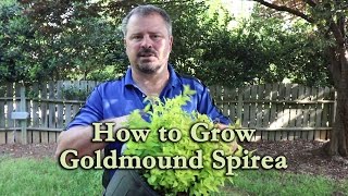 How to grow Goldmound Spirea with a detailed description [upl. by Andrus]