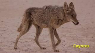 Animales que Viven en el Desierto [upl. by Roselia]