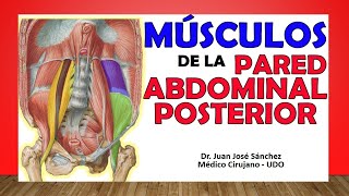 🥇 MÚSCULOS DE LA PARED ABDOMINAL POSTERIOR ¡Fácil Explicación [upl. by Annovad]