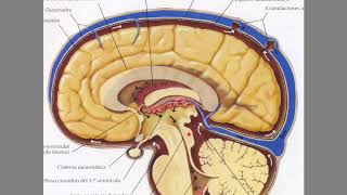 Líquido cefalorraquídeo LCR y su circulación [upl. by Nirat]