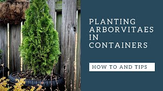 Arborvitaes  How to plant in containers [upl. by Beitnes]