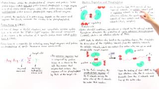 Protein Kinase A PKA [upl. by Rhoda]