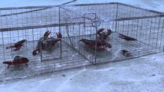 How Seafood is Caught Traps [upl. by Lyrred]