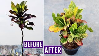 My SECRETS to Make Croton Plant BUSHY [upl. by Eula]