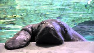 Meet Snooty the Manatee [upl. by Glanti]