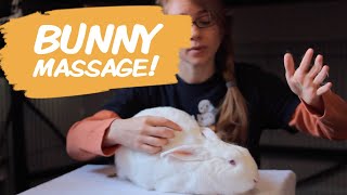 How To Pet a Rabbit [upl. by Sreip]