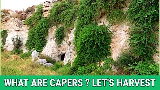 SICILY  🫒 I CAPPERI  What are CAPERS   Harvesting Capers in Sicily [upl. by Foy]