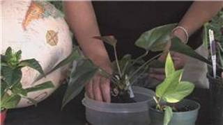 Flower Gardening  How to Grow Anthuriums [upl. by Onailerua]