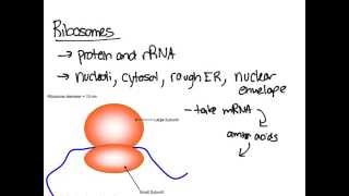 Ribosomes [upl. by Nylesoy]