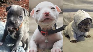 CUTEST and ADORABLE Pit Bull Puppies Compilation 1 [upl. by Jasmin876]