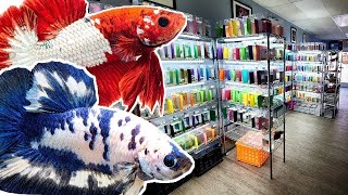 TINY fish store sells OVER 900 COLORFUL BETTA FISH [upl. by Schaffer]