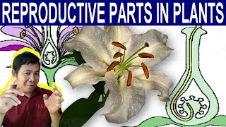 Science 5 Describe the reproductive parts in plants and their functions [upl. by Ahsitnauq]