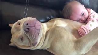 Funny Pitbull and American Bully Videos [upl. by Perreault]