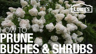 How to Prune Trim amp Shape Your Bushes amp Shrubs [upl. by Aowda]