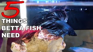 5 Things Betta Fish Need  Betta Care for Beginners [upl. by Dela422]