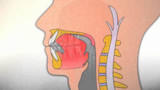 Corrección de la posición de la lengua durante la deglución [upl. by Llerrehc899]