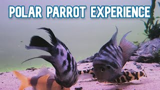 Polar Blue Parrot Cichlid  My Experience Keeping [upl. by Ajiam]