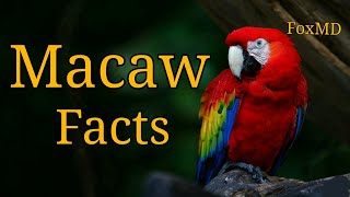 Macaw Facts  Things To Know About Macaw Parrots [upl. by Glogau]