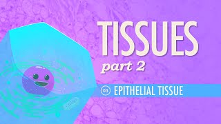 Tissues Part 2  Epithelial Tissue Crash Course Anatomy amp Physiology 3 [upl. by Bachman]