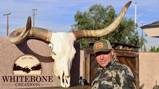 HOW TO CLEAN A LONGHORN BULL SKULL quotDEAD HEADquot [upl. by Siduhey66]