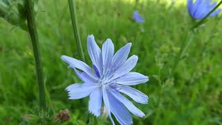 How to Identify Chicory [upl. by Luehrmann]