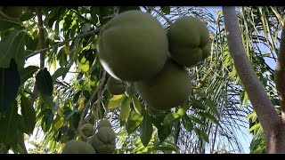 Growing White Sapote in AZ 9B [upl. by Htabazile]