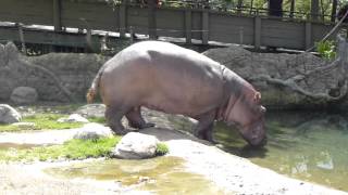 Hippo poo in the zoo [upl. by Keene]