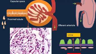 Renal Disorders I [upl. by Burlie]