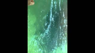 Hippos underwater poop show [upl. by Tai]