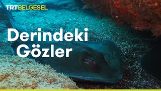 Derindeki Gözler Vatozların Dünyası  TRT Belgesel [upl. by Henni]