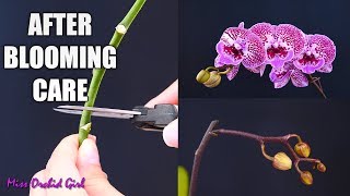 Orchid Care for Beginners  What to do after Phalaenopsis blooms fall Cutting spike amp aftercare [upl. by Anovahs]