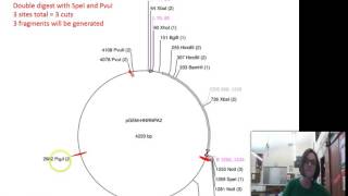 How to read a vector map for a restriction digest [upl. by Deeann835]